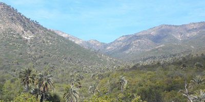 Conaf Cierra Sector Palmas De Ocoa Del Parque Nacional La Campana