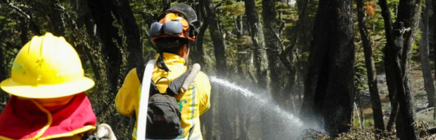 Conaf Ays N Abre Proceso Para Trabajar Como Brigadista Forestal